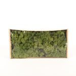Real iceland moss SVEINBJÖRN, green, 500g