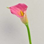 Artificial calla lily TALEA, pink, 26"/65cm, 3.5"x4.3"/9x11cm