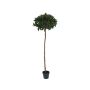 Plastic Laurel tree THISSEAS, natural stem, 6ft/180cm, Ø 24"/60cm