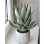 Decorative agave americana HEDI in terracotta pot, green, 14"/35cm