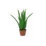 Plastic aloe KOLJA, green, 26"/65cm, Ø12"/30cm