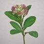 Artificial Sedum telephium flower EILIDH, pink-cream, 12"/30cm