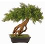 Artificial juniper bonsai LORITIS in stone bowl, 22"/55cm