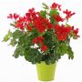 Artificial geranium MIA on spike, red, 16"/40cm, Ø2"-3.1"/5-8cm