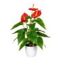Artificial flamingo flower PLOVIR in decorative pot, roots, red, 16"/40cm
