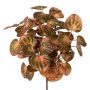 'Pilea peperomioides' decorative plant PRIHON, stick, pink-green, 12"/30cm