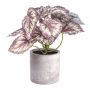 Decorative plant: leaf Begonia GRUHIL in a cement pot, green-purple, 9"/22cm