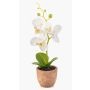 Plastic Phalaenopsis orchid LEONISA in terracotta pot, white, 8"/20cm