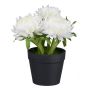 Artificial flower Cape strawflower GLOMST in decorative pot, white, 5.5"/14cm
