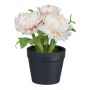 Artificial flower Cape strawflower GLOMST in decorative pot, peach, 5.5"/14cm