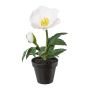 Velvet Christmas rose ANSIK in decorative pot, white, 7"/19cm