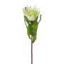 Decorative flower King protea WANBA, white, 20"/50cm