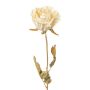 Decorative flower Rose PANSOK, dry look, cream, 22"/55cm