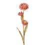 Decorative flower Cape strawflower BERLENA, pink, 24"/60cm