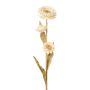 Decorative flower Cape strawflower BERLENA, cream, 24"/60cm