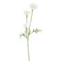 Decorative branch Ranunculus TRITO, cream, 14"/35cm