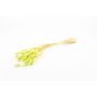 Dried Lagurus grass BORKA, bunch, light green, 22"-30"/55-75cm, Ø4.7"/12cm