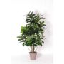 Artificial rubber tree LAURINTU, natural stems, green, 5ft/150cm - Made in Italy
