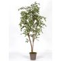 Decorative weeping fig LISEROSE, real stems, green-white, 6ft/180cm - Made in Italy