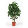 Artificial schefflera NANETTE, real stems, green, 6ft/175cm - Made in Italy