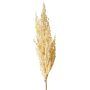 Decorative sorghum branch WADDY with ears, cream, 31"/80cm