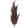 Decorative branch, sorghum WADDY with ears, dark red, 31"/80cm