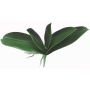 Artificial Phalaenopsis orchid leaves PRIMALA, aerial roots, 8"x10"/21x26cm