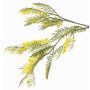 Decorative mimosa branch BRANAU with flowers, yellow, 31"/80cm, Ø0.2"/0.5cm