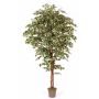 Artificial Ficus Benjamina LINETTE, natural stems, green-white, 6ft/175cm - Made in Italy