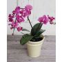 Artificial orchid Phalaenopsis ZAHRA, decorative pot, pink, 20"/50cm