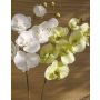 Artificial Phalaenopsis orchid spray RICKY, cream-green, 3ft/105cm