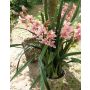 Artificial orchid Cymbidium MEDINA in decorative pot, pink-yellow, 4ft/125cm