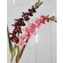 Silk gladiolus NATHALIE, burgundy, 4ft/110cm