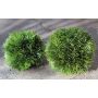 Plastic reed ball DANIELLA, green, Ø4.7"/12cm