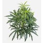 Artificial finger aralia PANGON on a support stick, green, 20"/50cm