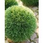 Artificial reed ball PANTHOS, plastic grid, Ø5.9"/15cm