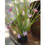 Artificial grass Star of Bethlehem MANFREDO, soil ball, purple-pink, 16"/40cm