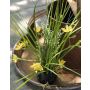 Artificial grass Star of Bethlehem MANFREDO, soil ball, yellow, 16"/40cm