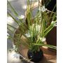 Artificial grass Star of Bethlehem MANFREDO, soil ball, white, 16"/40cm