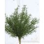Plastic asparagus sprengeri FREDERICK, spike, 10"/25cm