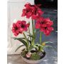 Plastic amaryllis CALIDA in a decorative vase, red, 3ft/95cm, Ø8"/21cm