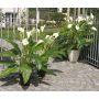 Artificial flower Zantedeschia LAURENCE, white, 4ft/130cm, 3.1"x5.1"/8x13cm