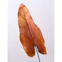 Artificial caladium leaf DONALD, orange-brown, 31"/80cm