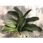 Artificial Phalaenopsis orchid leaves ARLETTE, aerial roots, 18"/45cm
