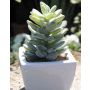 Artificial pachyphytum oviferum ROBBIE, ceramic pot, green, 5.1"/13cm