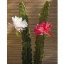 Artificial queen of the night cactus DOMENICA, flower, pink, 20"/50cm