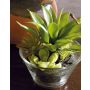 Artificial succulent arrangement TIMOTHY in glass, green, 7.1"/18cm