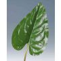 Artificial flamingo flower leaf NORMAN, green, 4ft/110cm