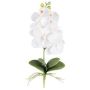 Decorative flower Phalaenopsis orchid DRINTOR, spike, roots, white, 16"/40cm