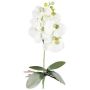 Decorative flower Phalaenopsis orchid DRINTOR, spike, roots, white-green, 16"/40cm